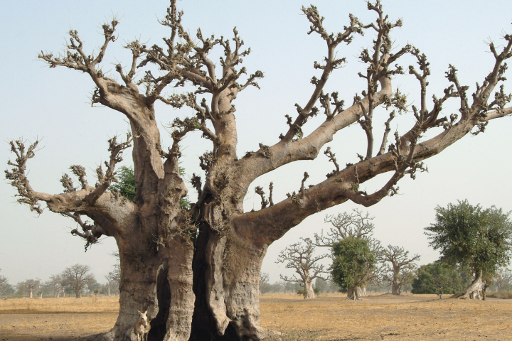 Balade en Calèche dans la Brousse et la Forêt de Baobabs